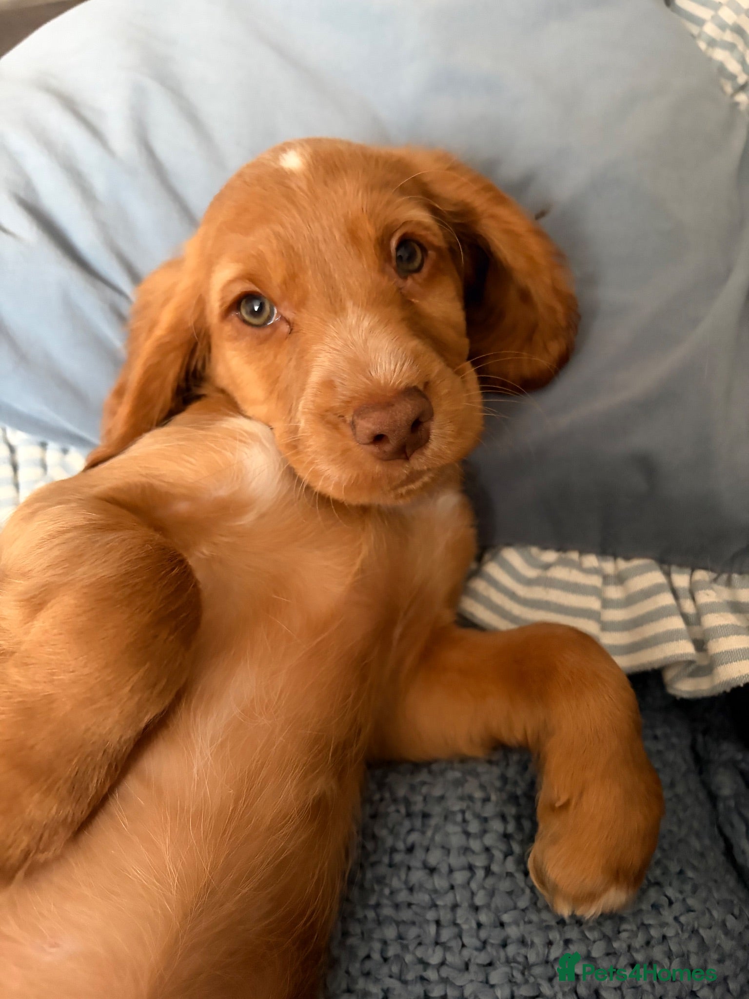 Cocker Spaniel dogs Cocker Spaniels - Advert 2