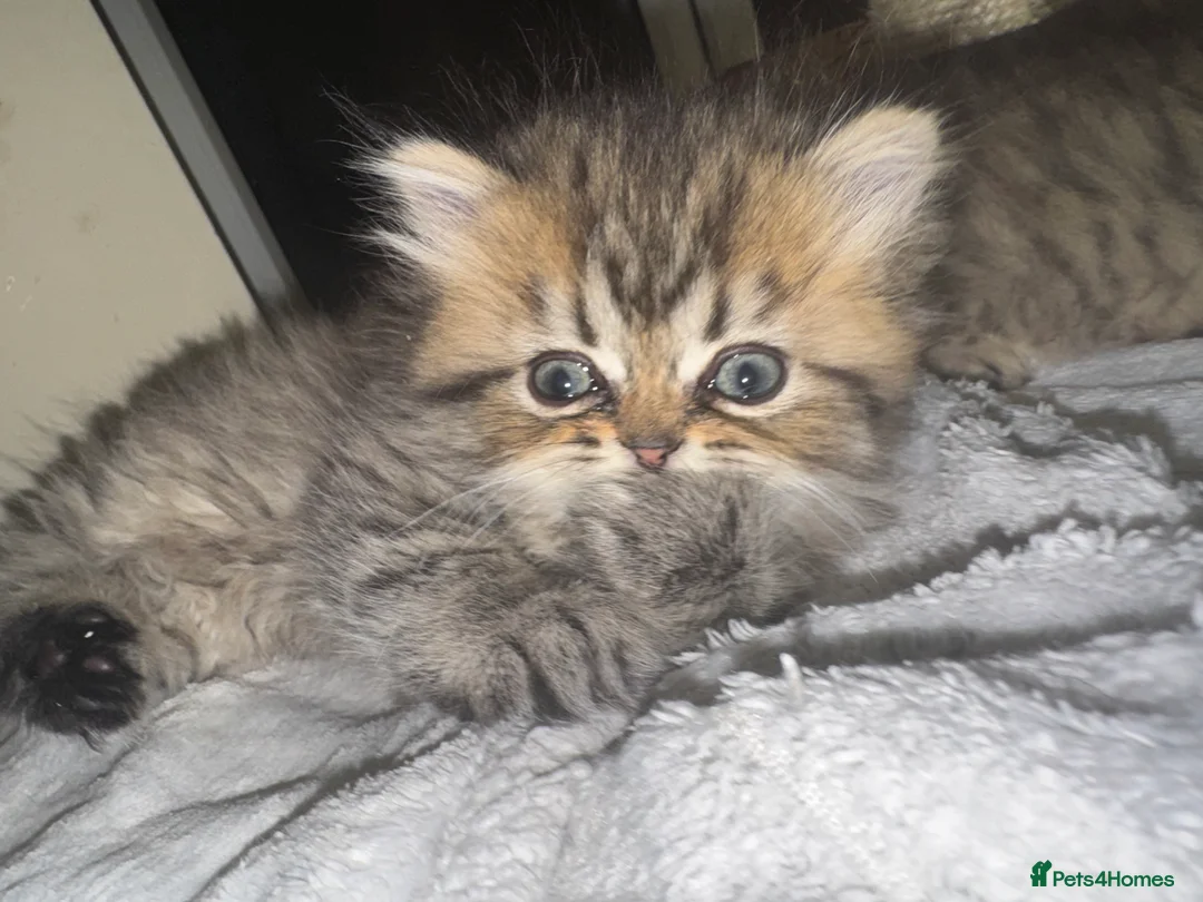 Persian cats for sale: Golden Shaded Persian 😻 - Advert 6