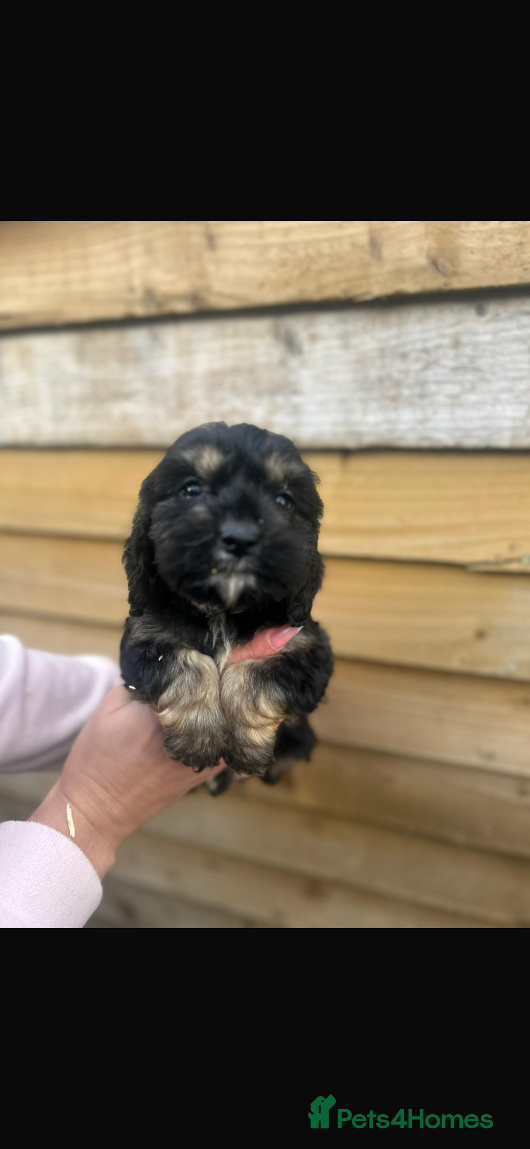 Cockapoo dogs for sale: COCKAPOO PUPPIES  - Advert 4