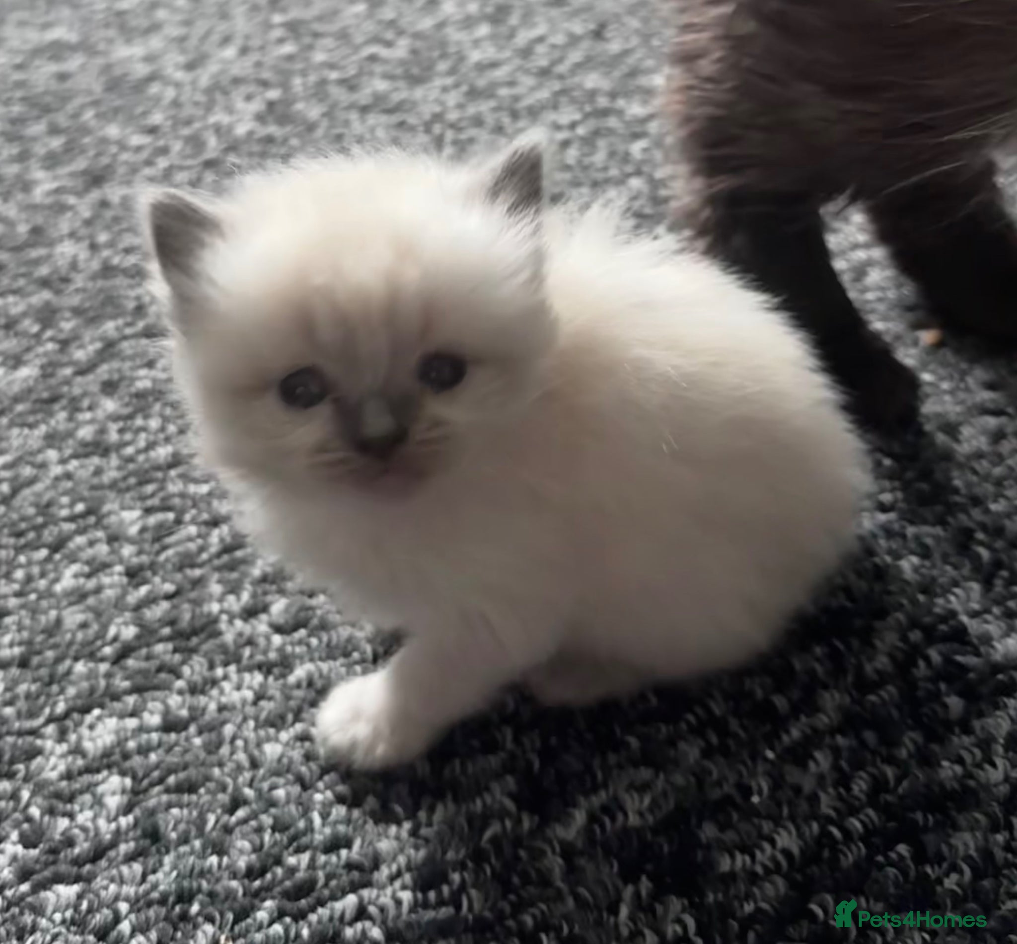 Ragdoll cats 🌸 Beautiful ragdoll babies 🌸 - Advert 15