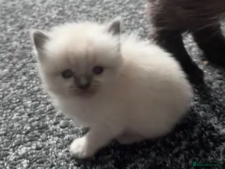 Ragdoll cats 🌸 Beautiful ragdoll babies 🌸 - Advert 16