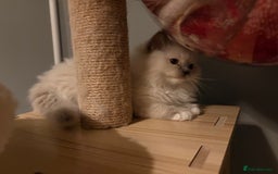 Ragdoll cats for sale: Tica European Ragdoll kittens  - Image 7