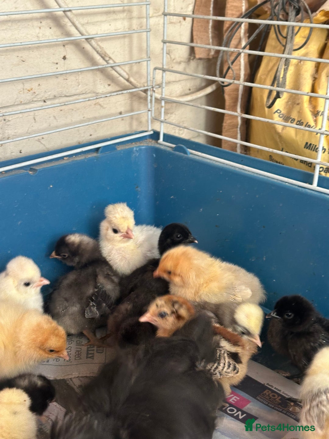 Chickens poultry for sale: Chicks polish silkies Pekin Brahma chickens  - Image 7