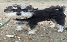 Miniature Schnauzer dogs for stud: Black and silver Miniature Schnauzer stud in Portsmouth - Image 5