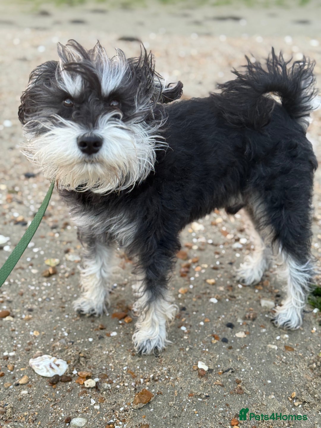 Miniature Schnauzer dogs for stud: Black and silver Miniature Schnauzer stud in Portsmouth - Image 5
