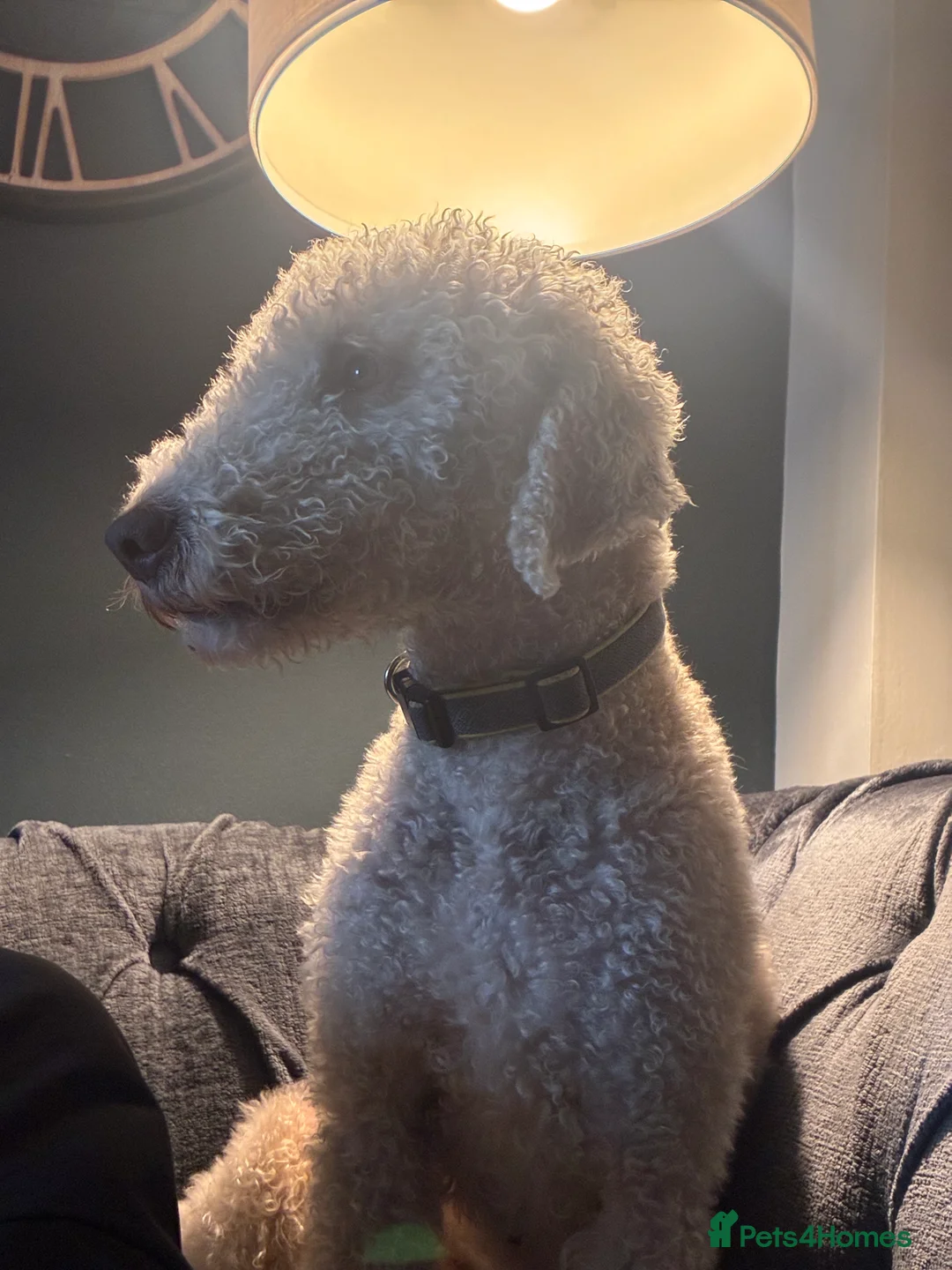 Bedlington Terrier dogs for stud: Bedlington Terrier Stud - Liver - AGE 6 - CT CLEAR in Darlington - Advert 4
