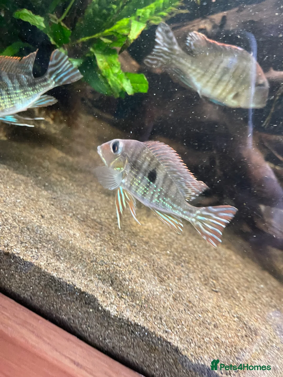 Cichlids fish for sale: Red head tapajos x 3  - Advert 3