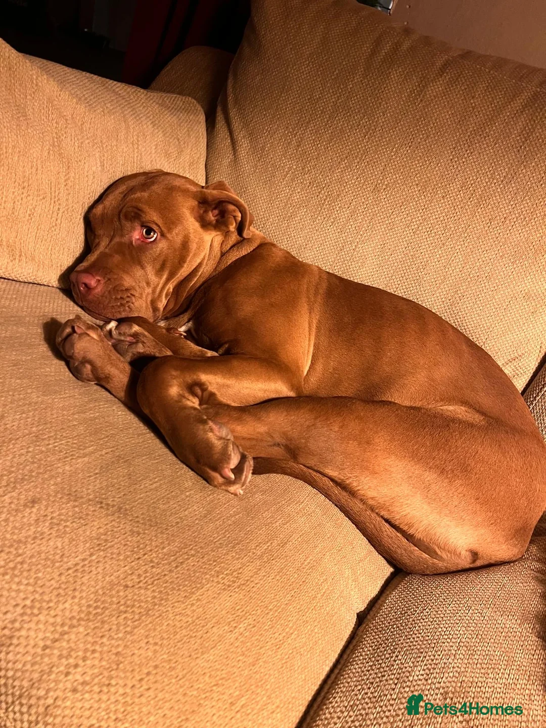 Mixed Breed dogs for sale: Seeking forever home for the sweetest girl  - Advert 2