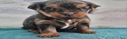 Yorkshire Terrier dogs for sale: 1 Boy available  - Advert 15
