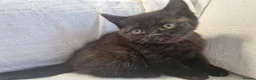 Mixed Breed cats for sale: British short-hair cross kittens  in Saint Austell - Advert 14