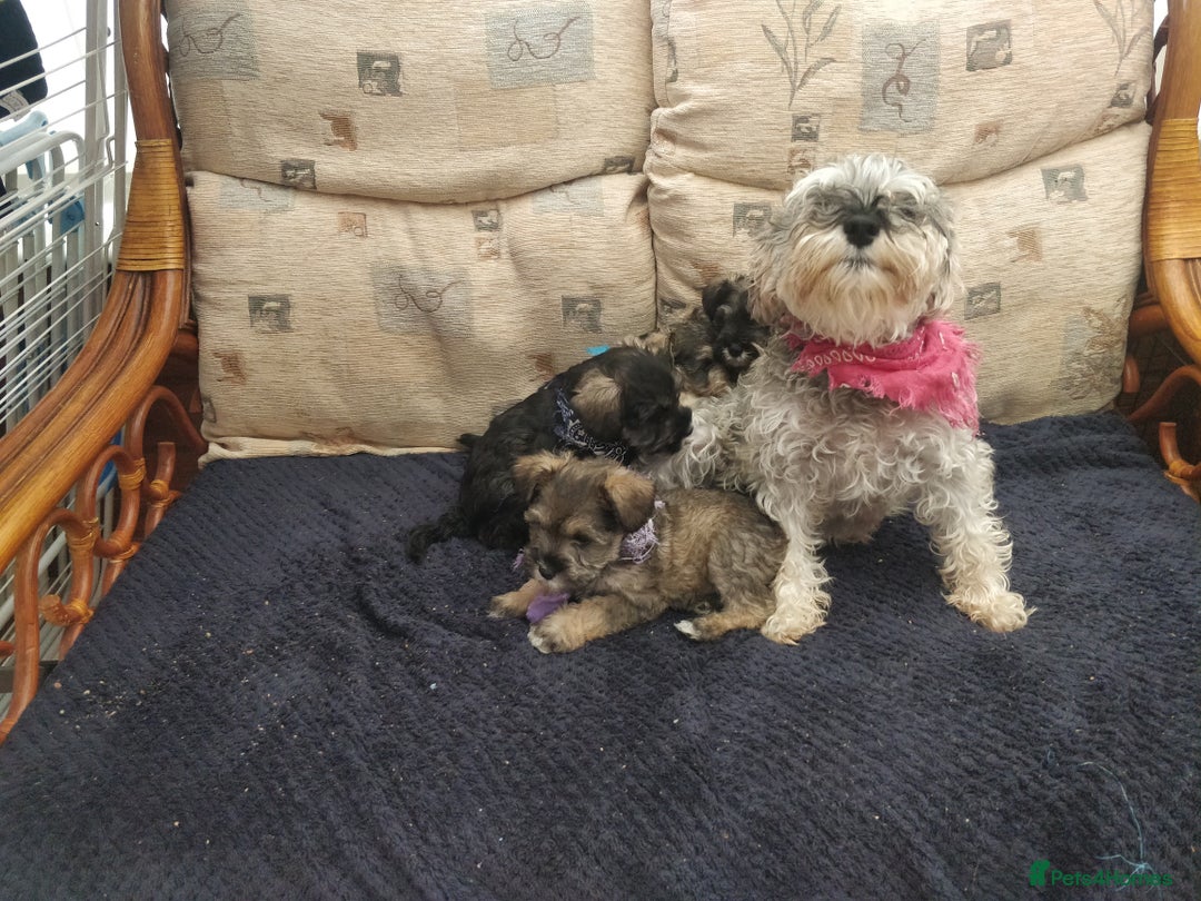 Miniature Schnauzer dogs for sale: Miniature Schnauzer for sale - Image 7