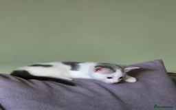 British Shorthair cats for sale: Two beautiful kittens, one male and one female  - Image 4