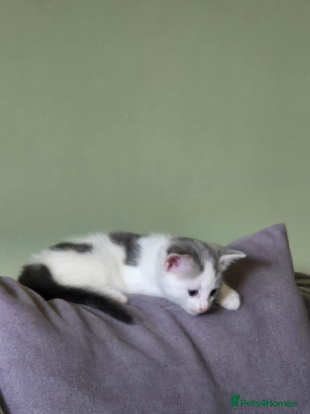 British Shorthair cats for sale: Two beautiful kittens, one male and one female  - Image 4