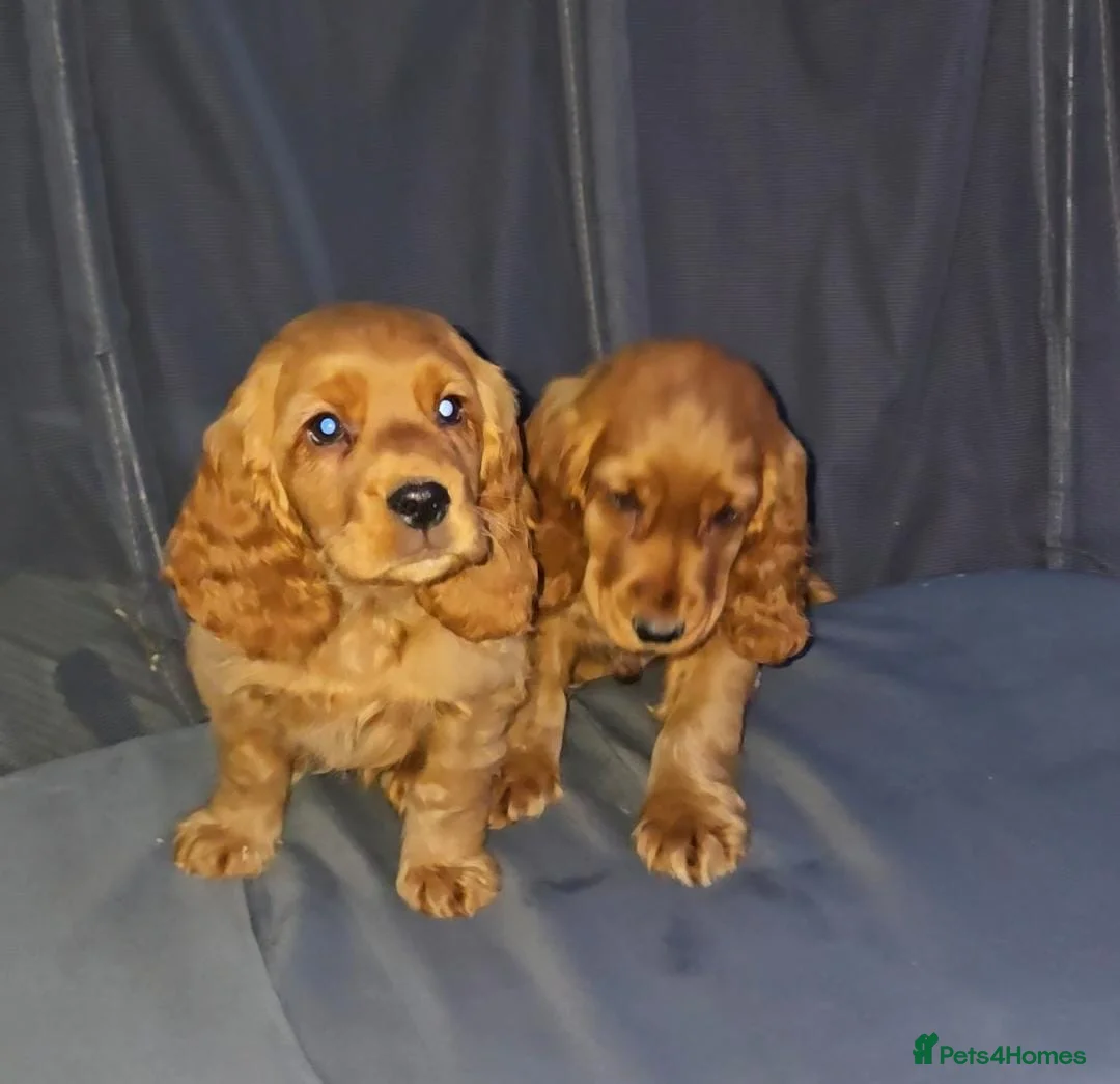 Cocker Spaniel dogs for sale: Beautiful cocker spaniel puppies for sale - Advert 4