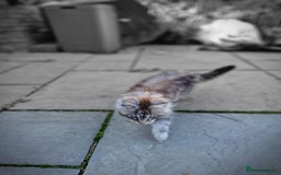 Maine Coon cats for sale: Beautiful male maine coon  - Image 14
