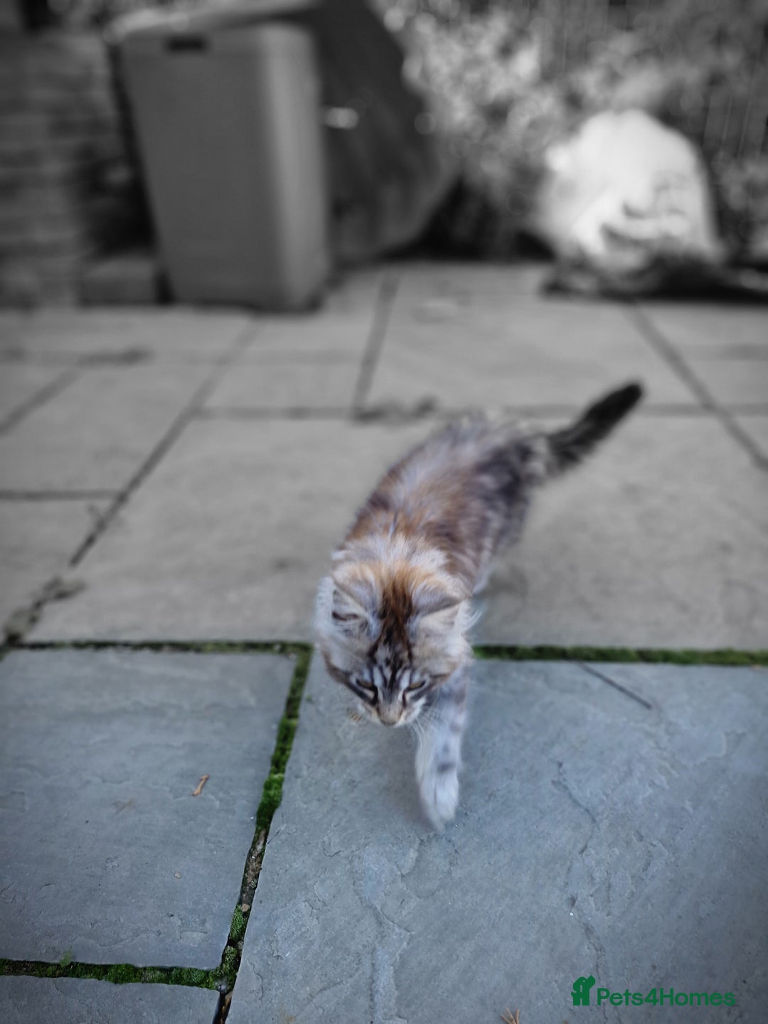 Maine Coon cats for sale: Beautiful male maine coon  - Image 14