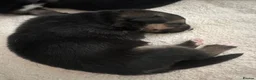 Mixed Breed dogs for sale: 4male 1 female puppies in Bury - Advert 3