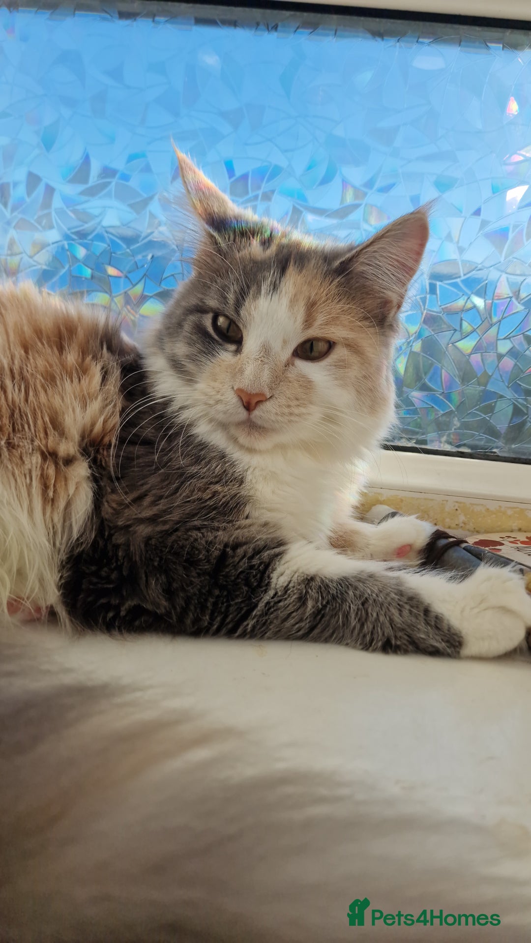 Maine Coon cats for sale: Maine coon X - Advert 1