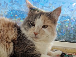 Maine Coon cats Maine coon X - Advert 4