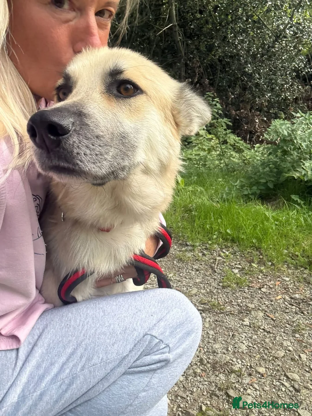 Mixed Breed dogs for adoption: Hal - Norwich Norfolk  - Advert 2