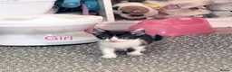 Mixed Breed cats for sale: 3 kittens ready for new homes  - Advert 10