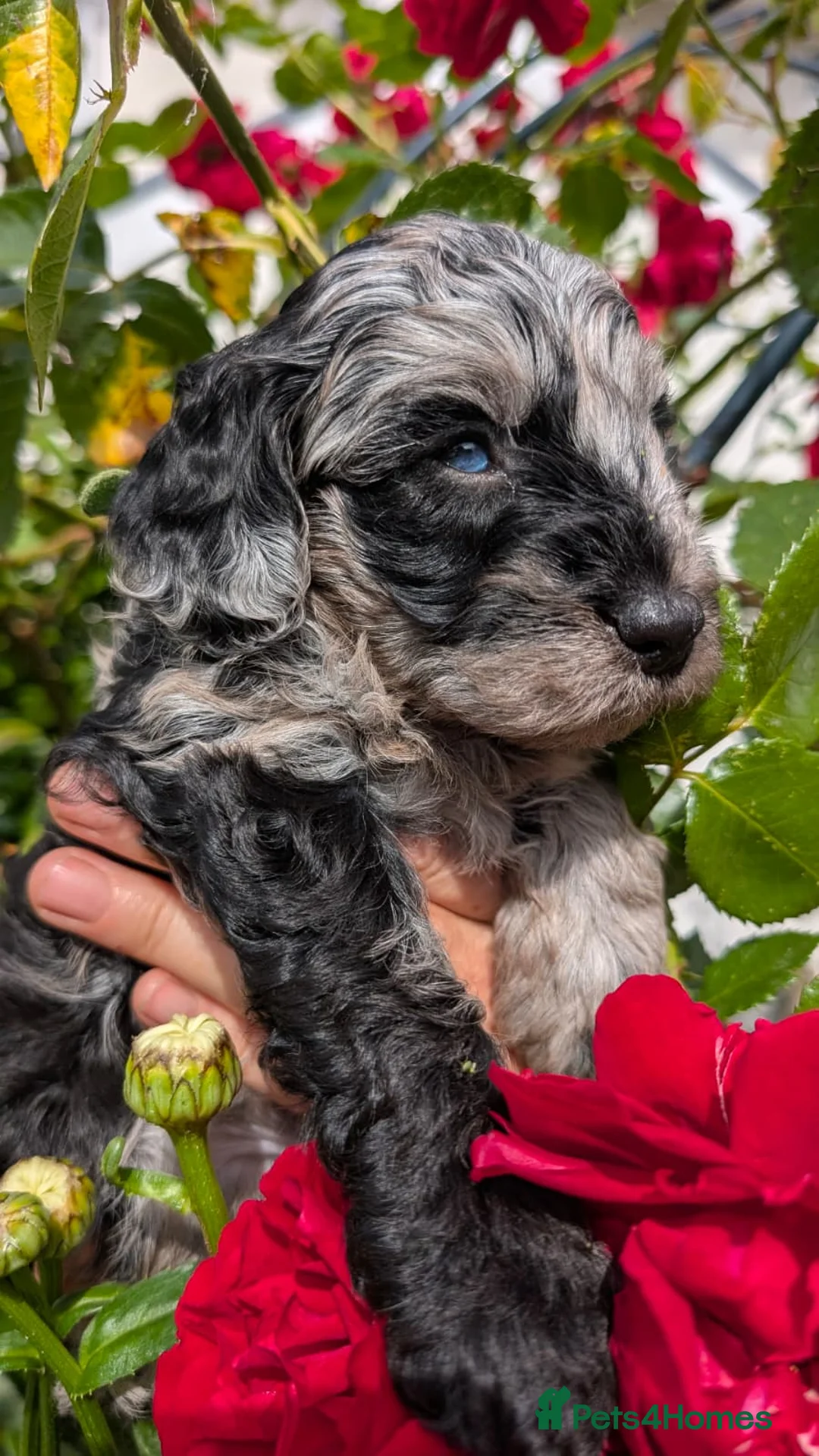 Bordoodle dogs for sale: Miniature Bordoodle Puppies - Advert 1