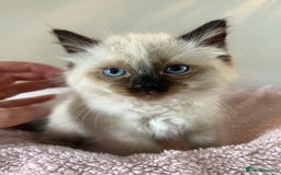 Ragdoll cats for sale: Chunky and fluffy pure ragdolls  in Gateshead - Image 15
