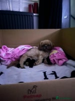 Shih Tzu dogs RARE solid black American imperial - Advert 7