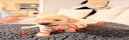 Goldendoodle dogs for sale: ESMES GOLDENDOODLES - Advert 4