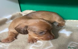 Dachshund dogs for sale: 3 beautiful/stunning dachshund puppies   - Advert 17