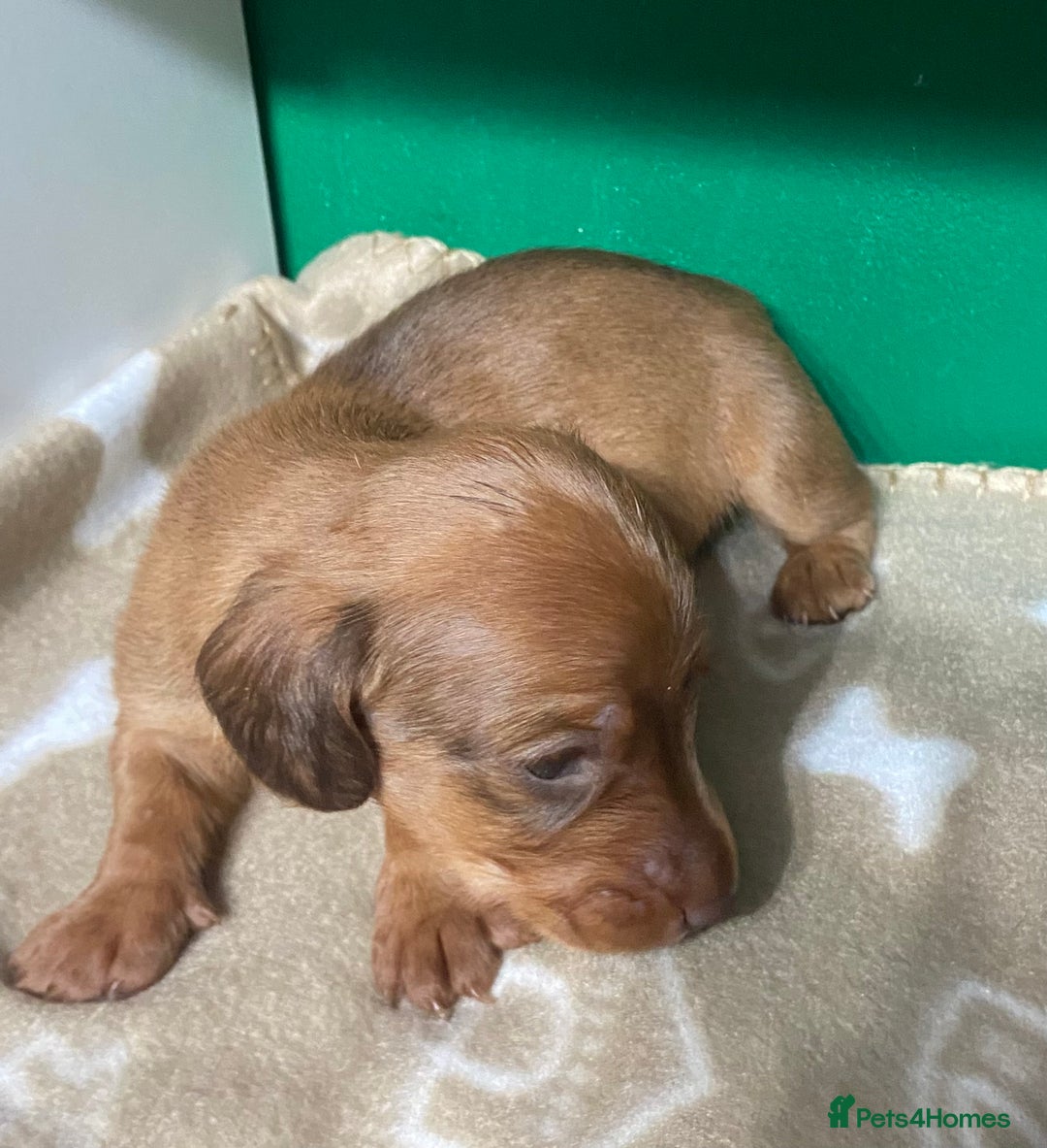 Dachshund dogs for sale: 3 beautiful/stunning dachshund puppies   - Advert 17