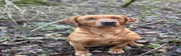 Labrador Retriever dogs for sale: 2 kc reg labrador boys - Advert 2