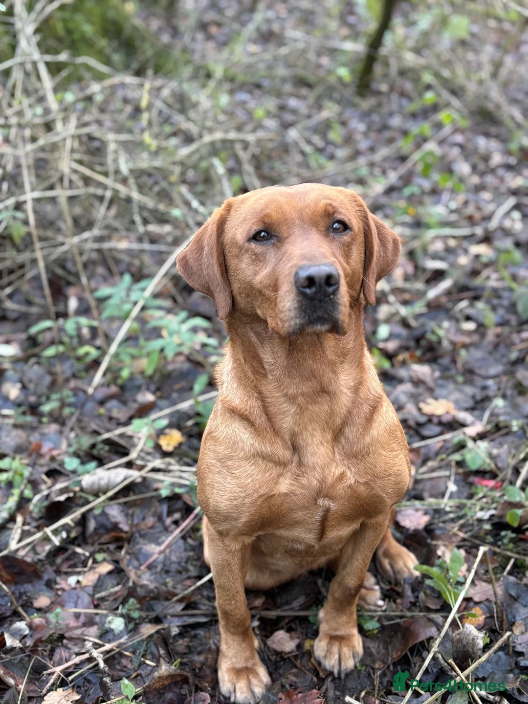 Labrador Retriever dogs for sale: 2 kc reg labrador boys - Advert 2