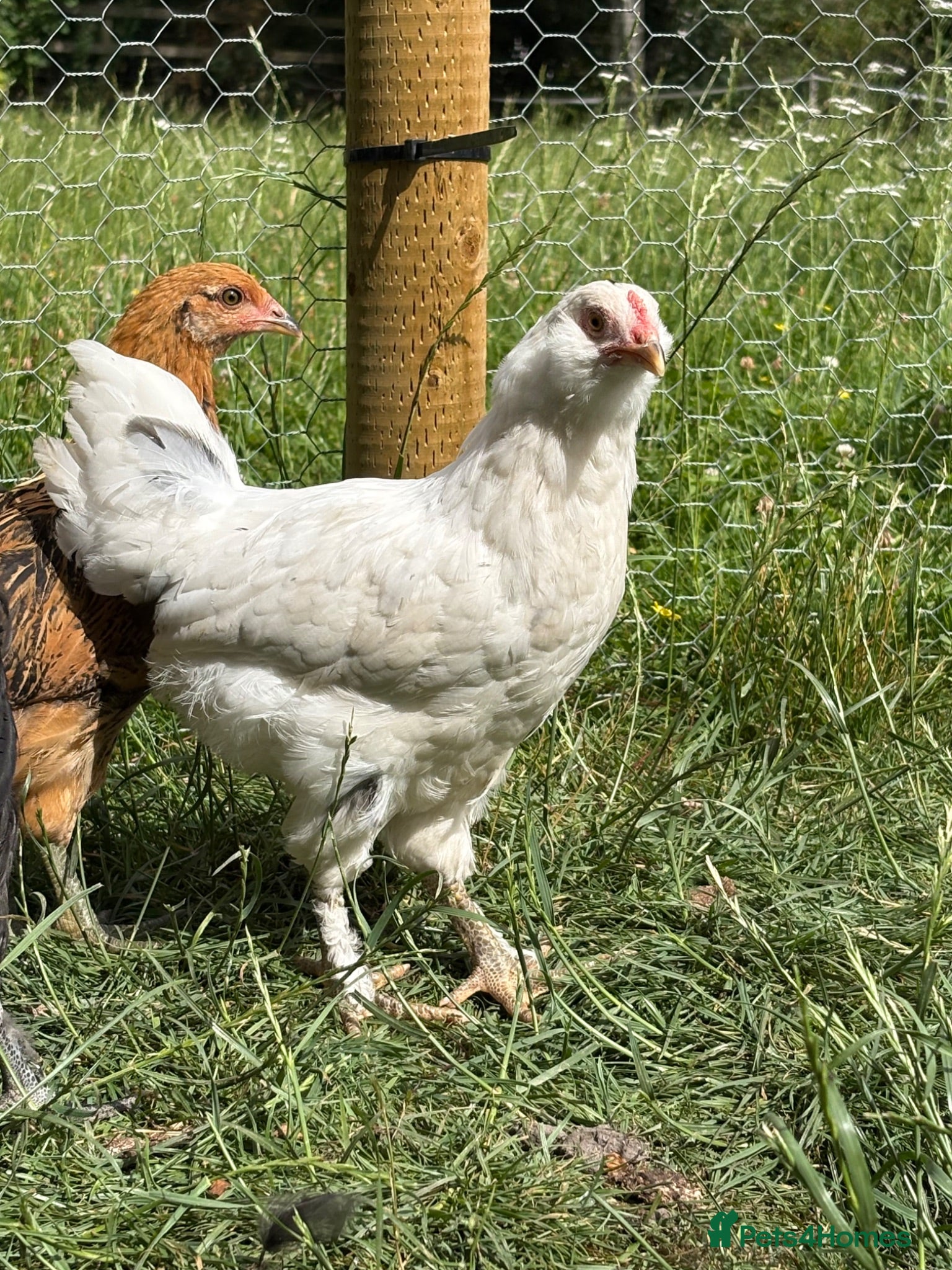 Chickens poultry 2 Cockerels looking for homes - Advert 1