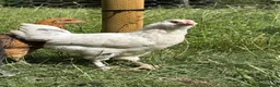 Chickens poultry for sale: 2 Cockerels looking for homes - Advert 1