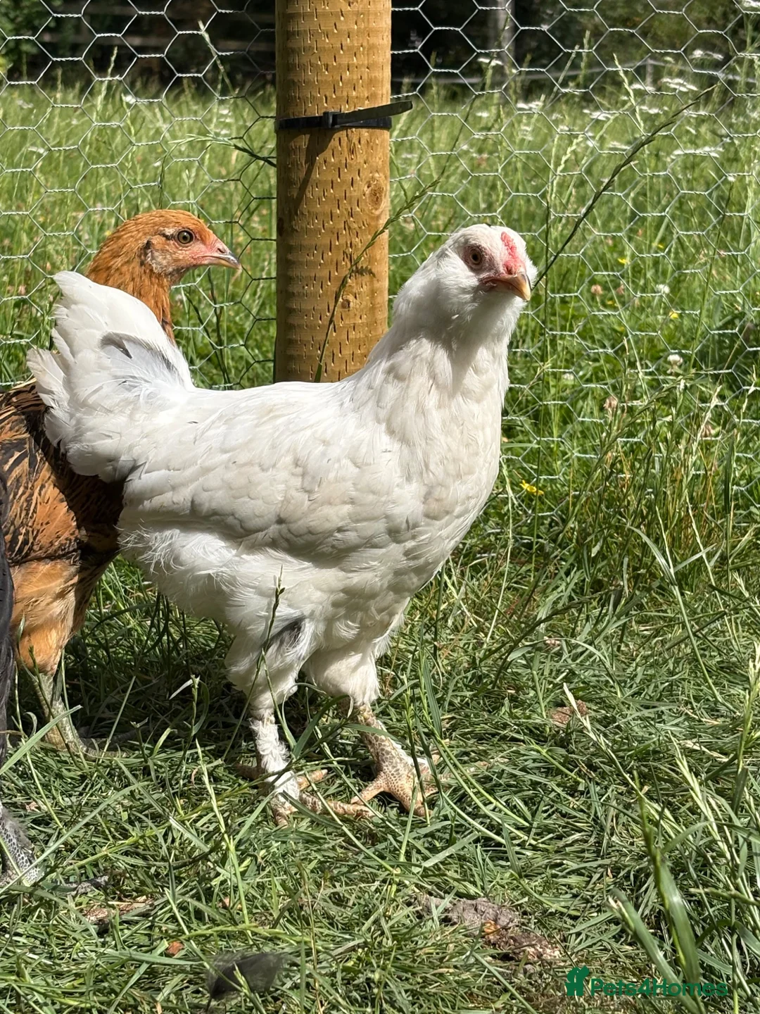 Chickens poultry for sale: 2 Cockerels looking for homes - Advert 1