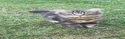 Maine Coon cats for sale: BEAUTIFUL MAINE COON MIX KITTENS - Ready now - Advert 6