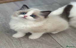 Ragdoll cats for sale: Champion Bloodline Seal Bicolour Ragdoll Girl - Image 1