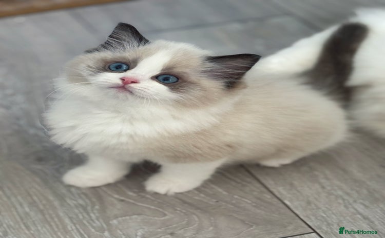 Ragdoll cats - Advert 14