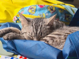 British Shorthair cats 1 year old cat - Advert 1