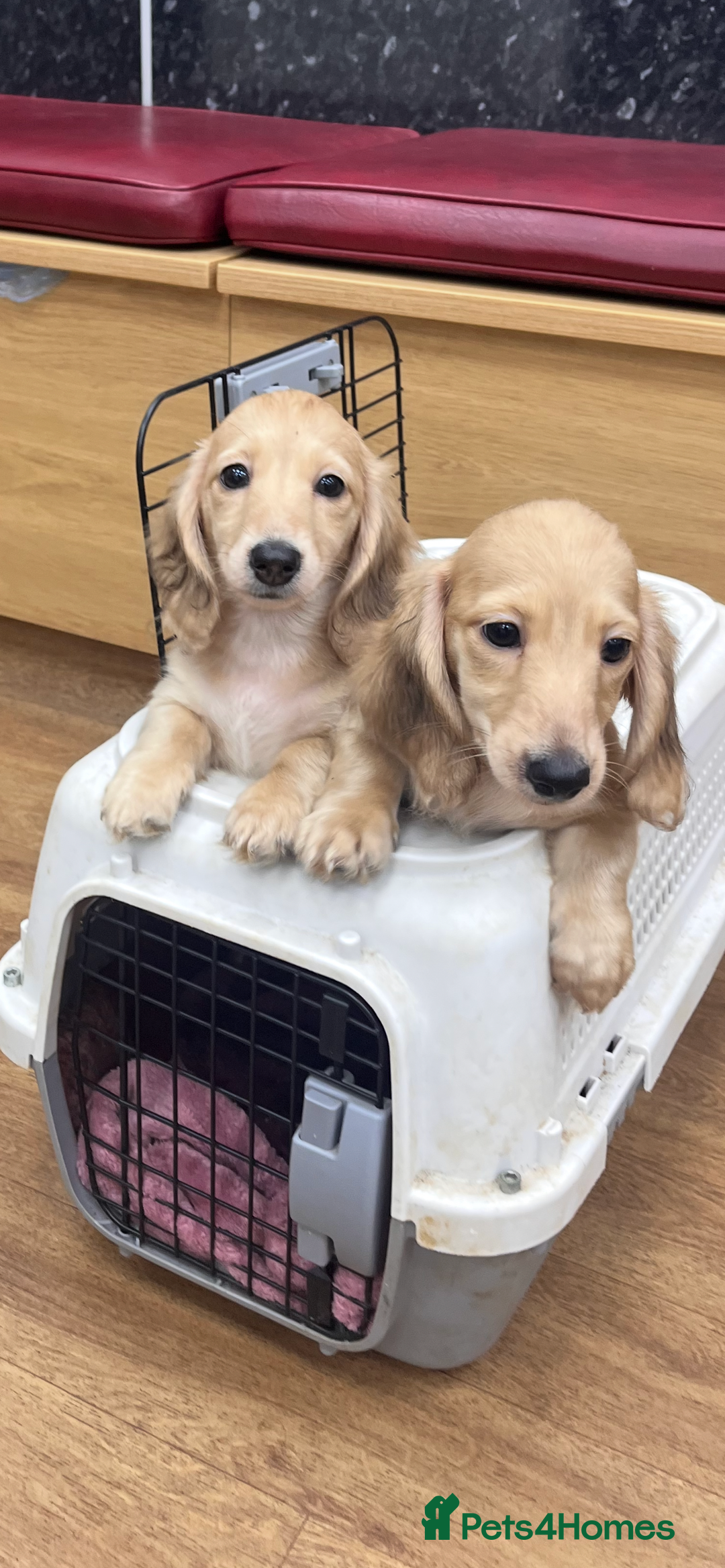 Miniature Dachshund dogs for sale: Levmai Miniature Longhaired Dachshunds  - Image 3