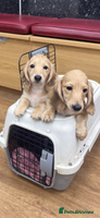 Miniature Dachshund dogs - Advert 3
