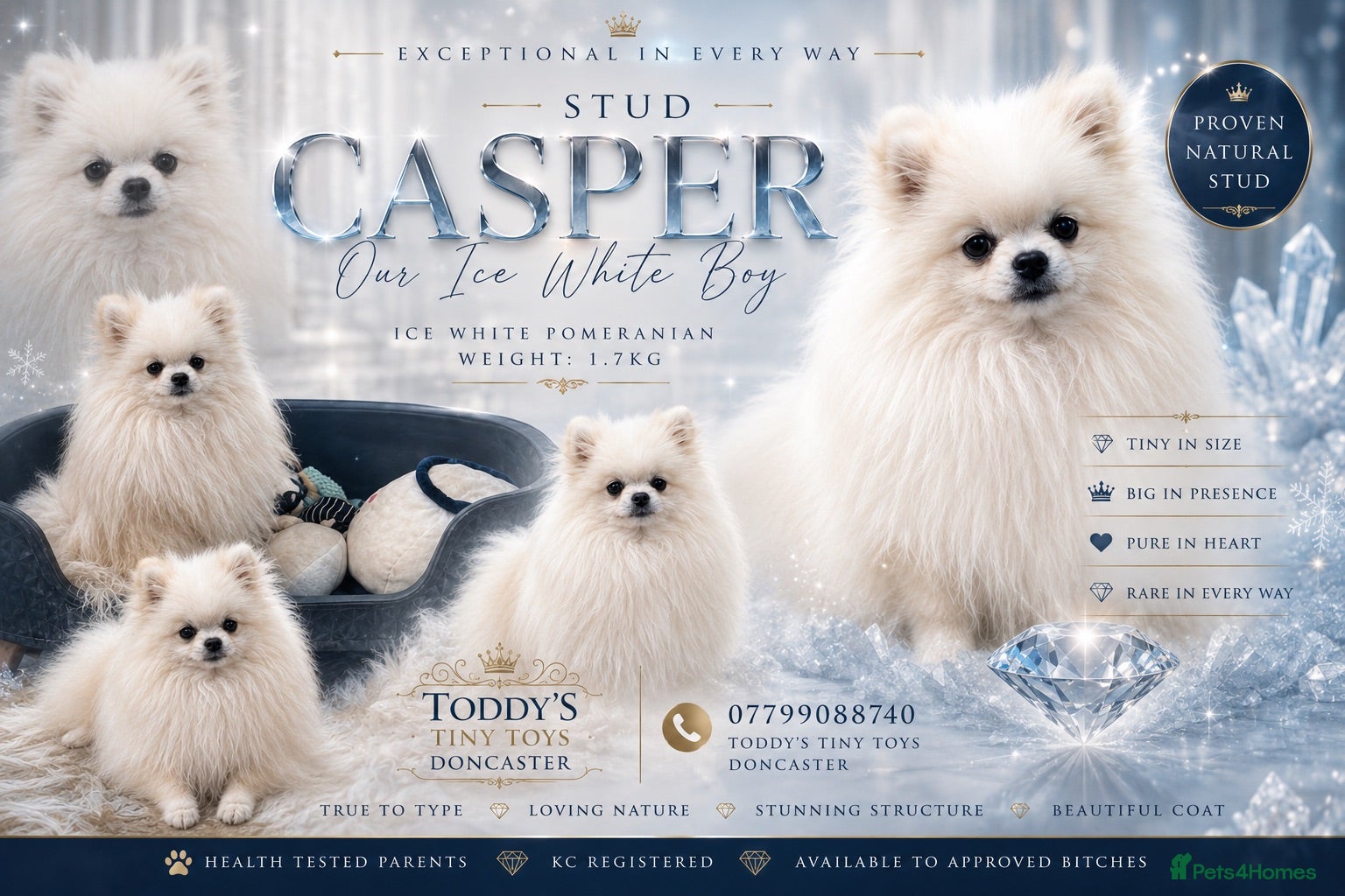 Pomeranian dogs Tiny ice white pom stud boy  - Advert 10