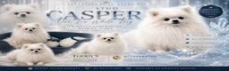 Pomeranian dogs for stud: Tiny ice white pom stud boy  - Advert 1