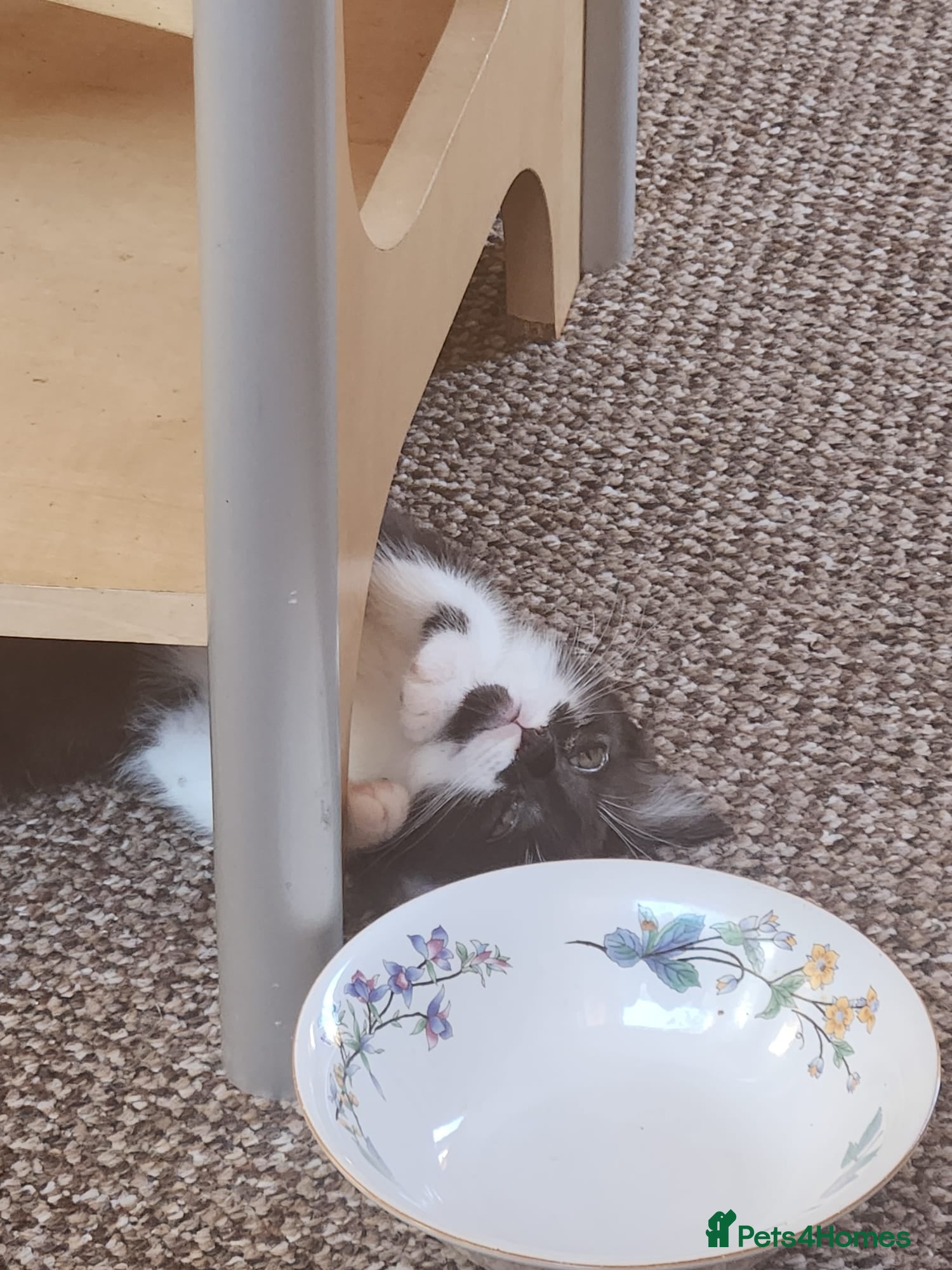 Mixed Breed cats 5 beautiful tuxedo kittens looking for a home ❤  - Advert 19