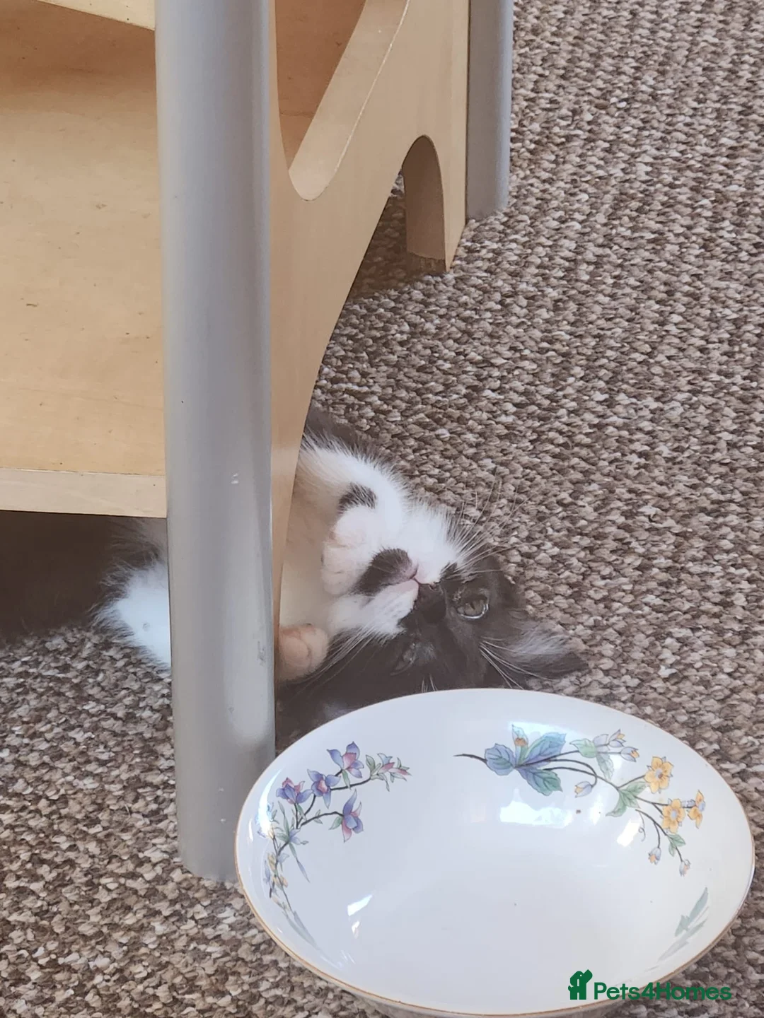 Mixed Breed cats for sale: 5 beautiful tuxedo kittens looking for a home ❤  - Advert 1