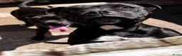 Staffordshire Bull Terrier dogs for sale: 3 Staffordshire pups - Advert 2