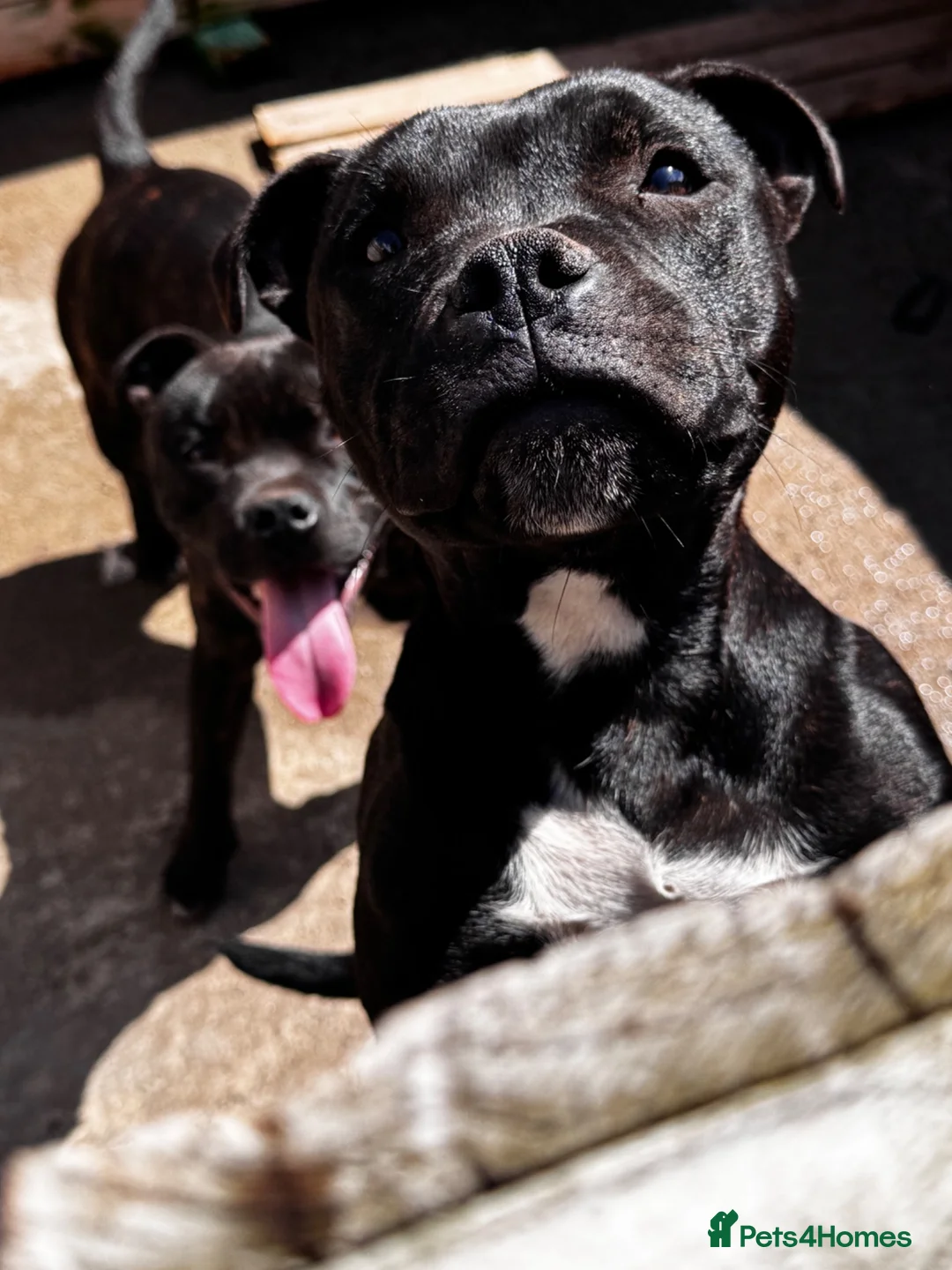 Staffordshire Bull Terrier dogs for sale: 3 Staffordshire pups - Advert 2
