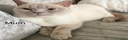 British Shorthair cats for sale: Stunning British shorthair Kittens **UNREGISTERED* - Advert 5