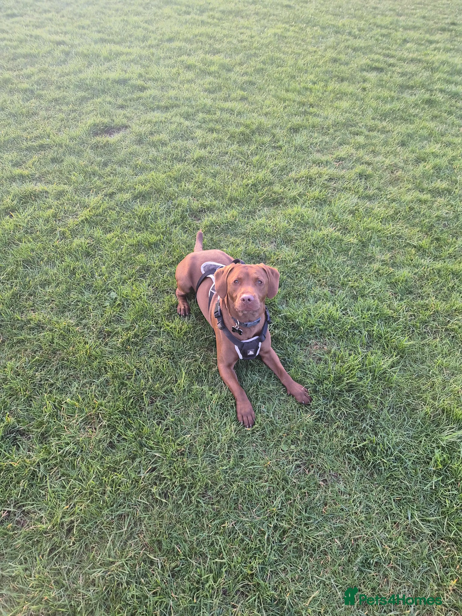 Mixed Breed dogs Two year old male Springer Spaniel x Patterdale - Advert 1